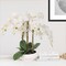 2-Pack Premium White Phalaenopsis Orchids | 9"x13" Decorative Bowl – Elegant Faux Floral Decor for Home & Office